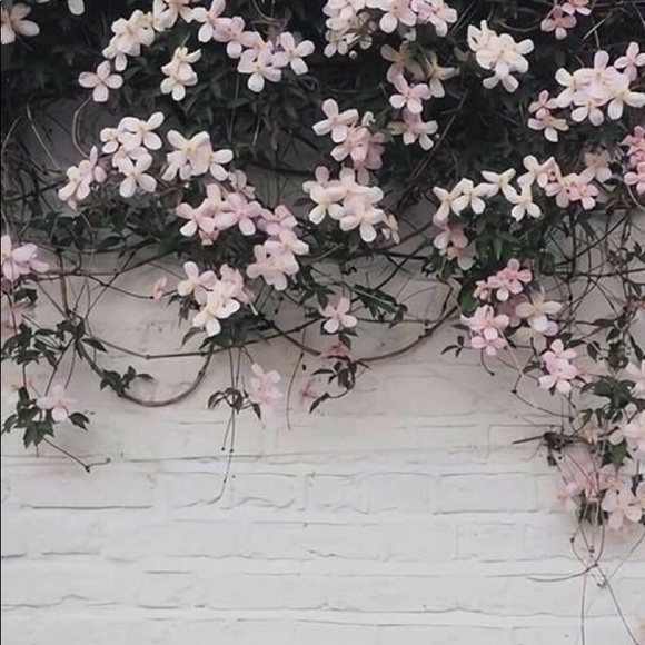 Meet your Posher, Ally - Picture 1 of 1